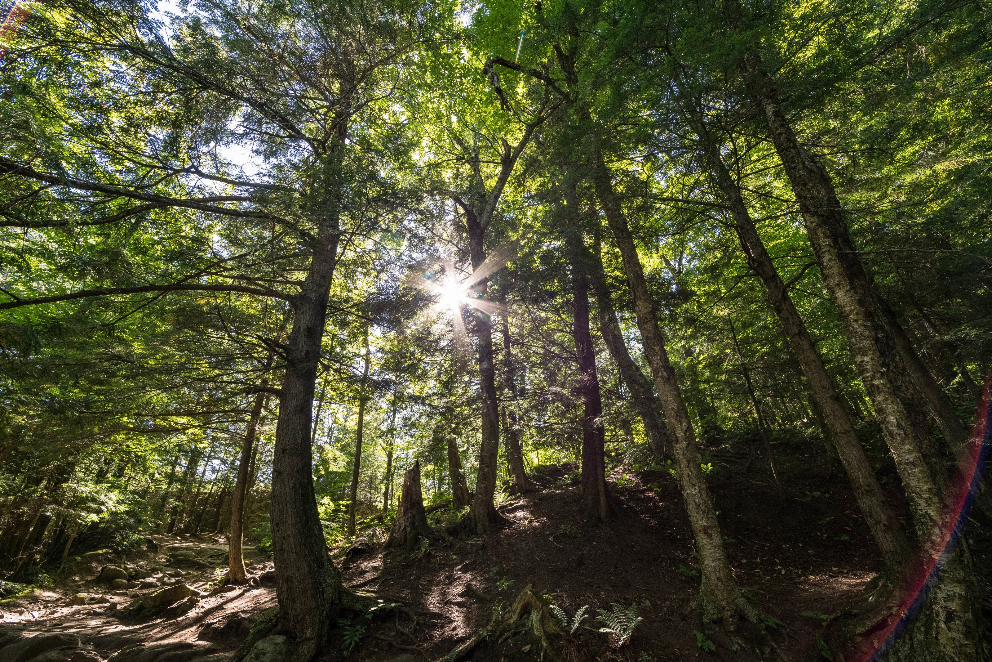 Wald mit Bäumen, Licht scheint durch die Baumkronen